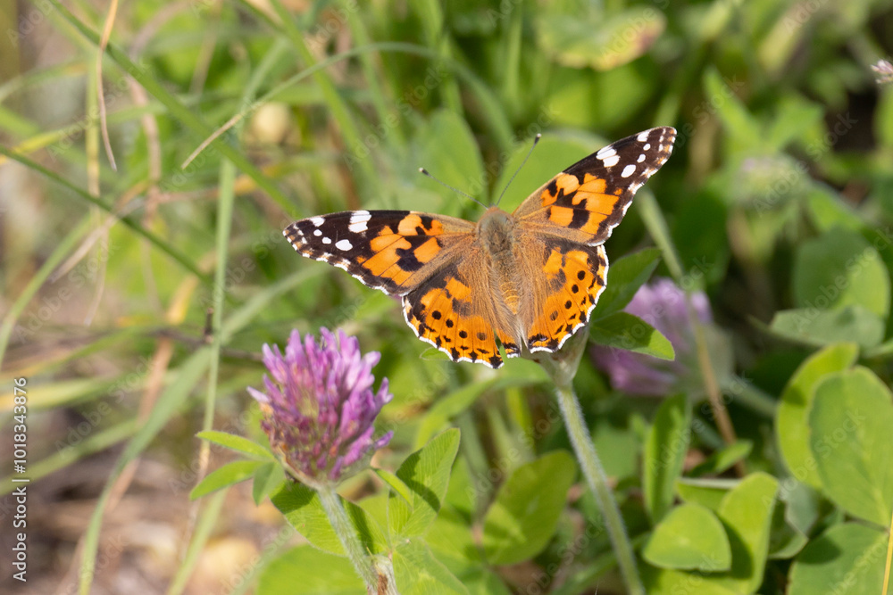 butterfly sits on a flower in the sunny summer day butterfly sits on a flower in the sunny summer day