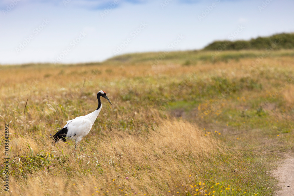Red-crowned crane. Kunashir Island. South Kuriles Red-crowned crane. Kunashir Island. South Kuriles