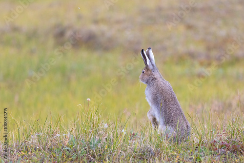 Big hare is sitting among the withered grass close up photo