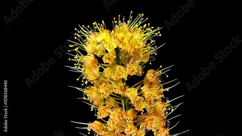 Orange Flower Eremurus Blooming in Time Lapse on a Black Background. Flowers Foxtail Lily or Eremurus Stenophyllus Opens Bud and Wilting After Faded photo