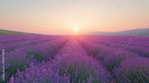 A vast lavender field at sunrise, with the sun shining brightly in the distance.