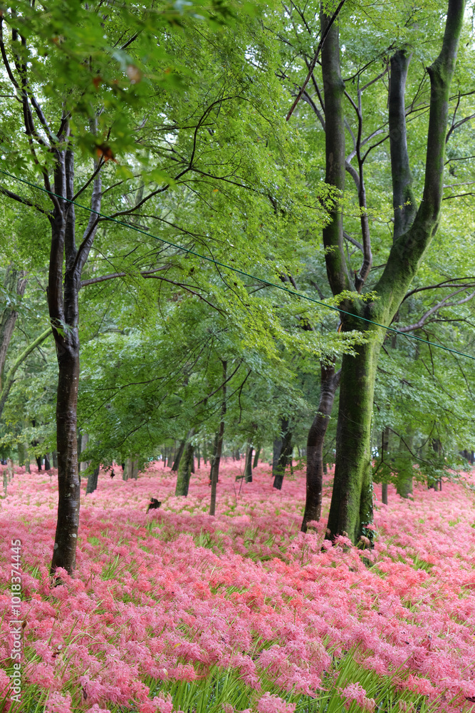 Fototapeta premium 巾着田曼珠沙華公園の彼岸花 