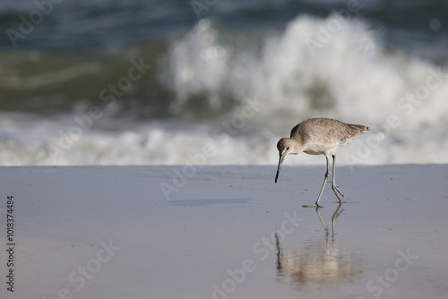 Cuadro en lienzo Sand piper bird in surf at the beach