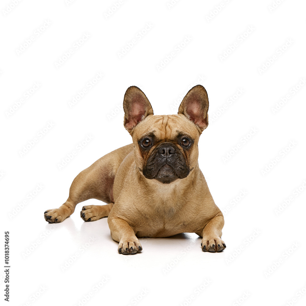 Tan purebred, well-groomed pug, bulldog lying and calmly looking at camera against white studio background. Concept of grooming and veterinary services, canine food, pets fashion. Ad Tan purebred, well-groomed pug, bulldog lying and calmly looking at camera against white studio background. Concept of grooming and veterinary services, canine food, pets fashion. Ad
