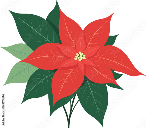 Cuadro en lienzo Poinsettia flowers realistic for Christmas or New Year greeting card design