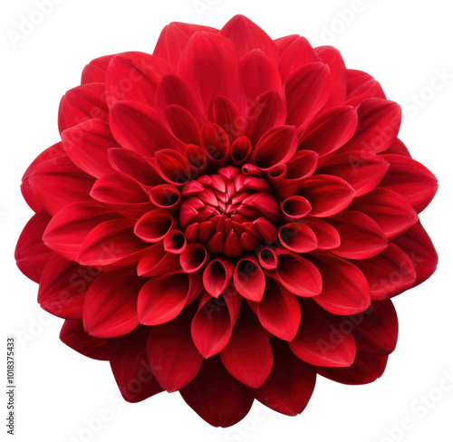 PNG Dahlia flower plant inflorescence.