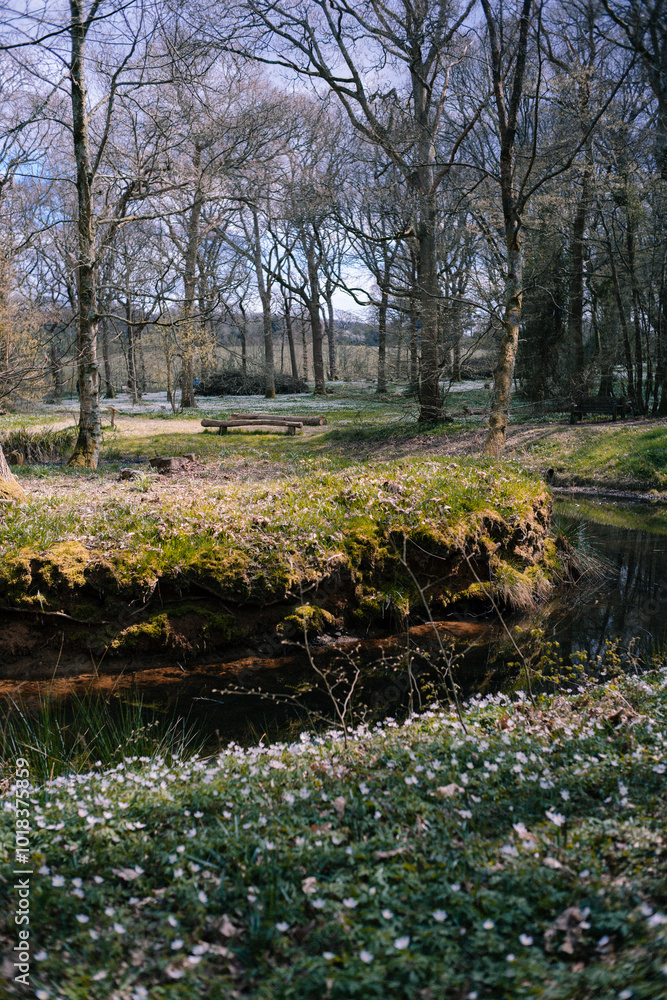 Spring trees in the wood, England Spring trees in the wood, England