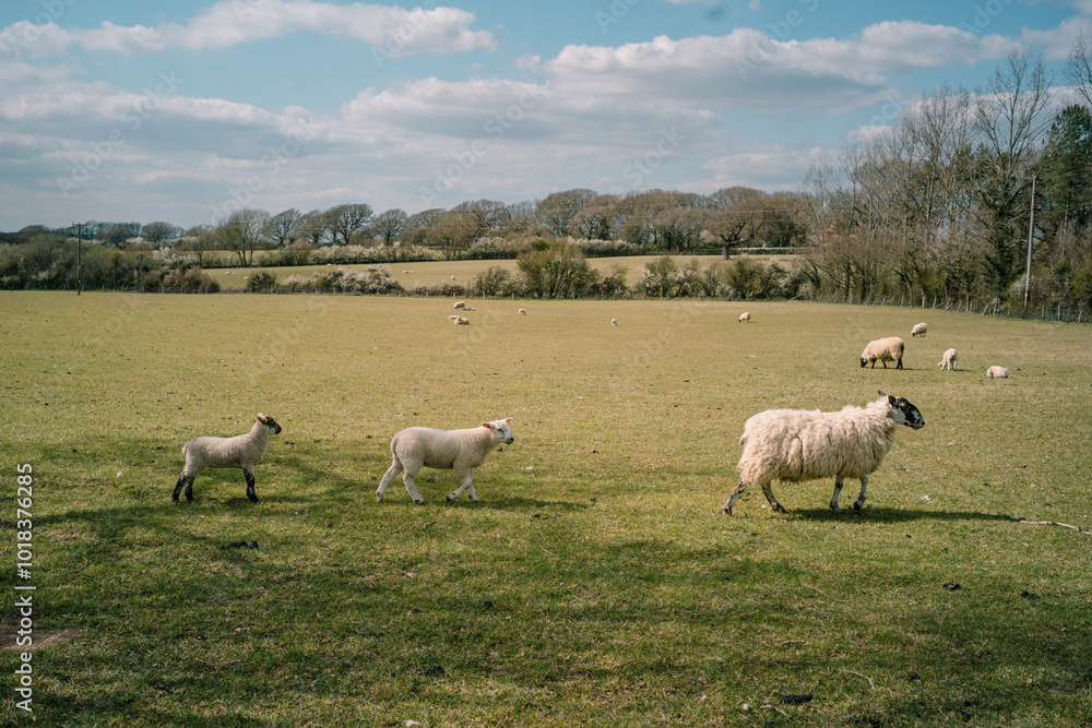 Fototapeta premium A flock of sheep graze on a hill and eat grass, Sussex, England, UK