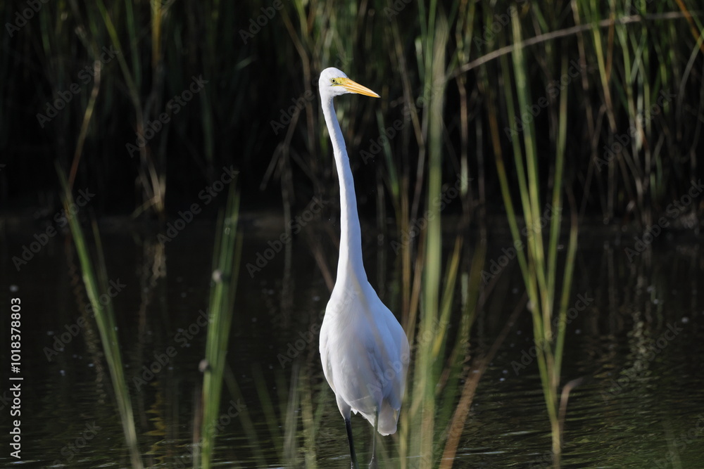 Naklejka premium Great white egret in saltwater marsh