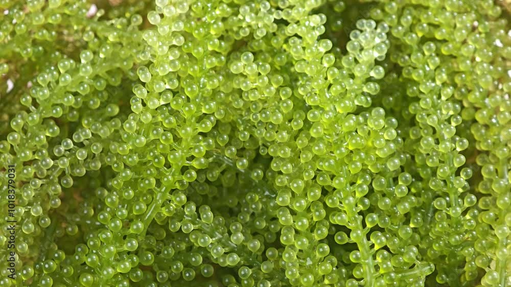 Green caviar Green caviar