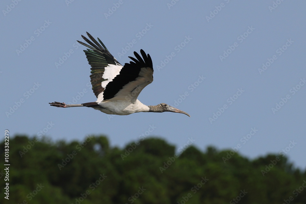 Fototapeta premium Large wood stork with green feathers inflight