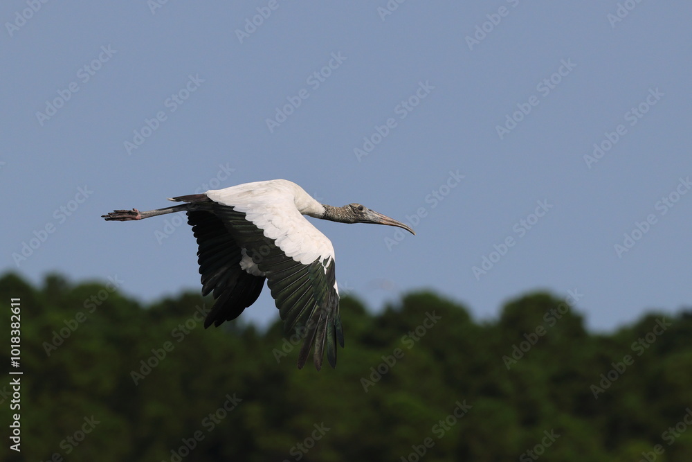 Obraz premium Large wood stork with green feathers inflight
