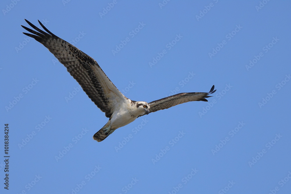 Osprey souring hunting for prey against blue sky. Osprey souring hunting for prey against blue sky.