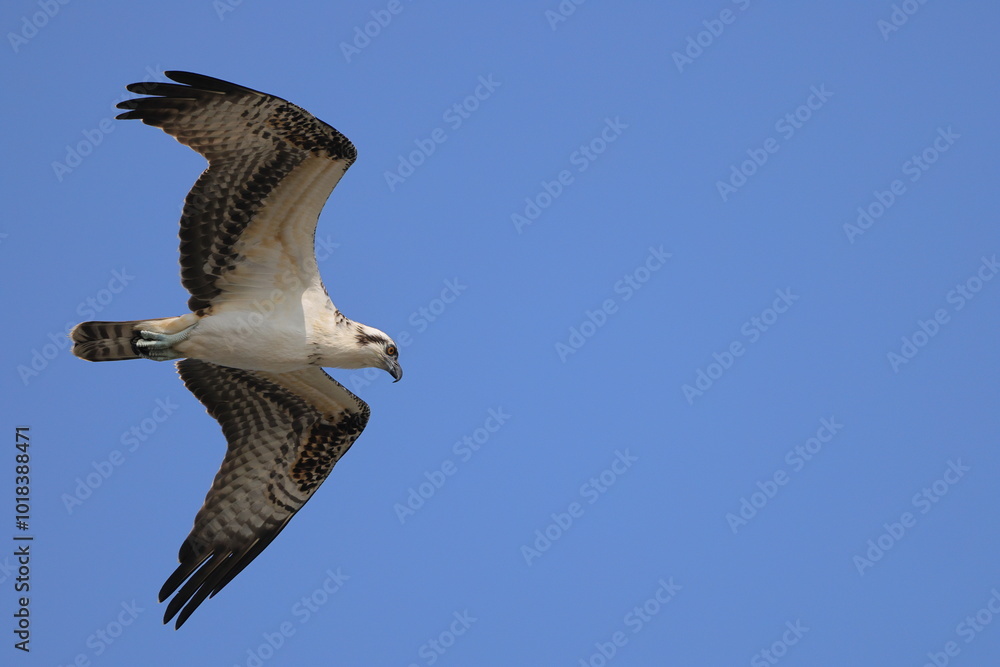 Obraz premium Osprey souring hunting for prey against blue sky. 