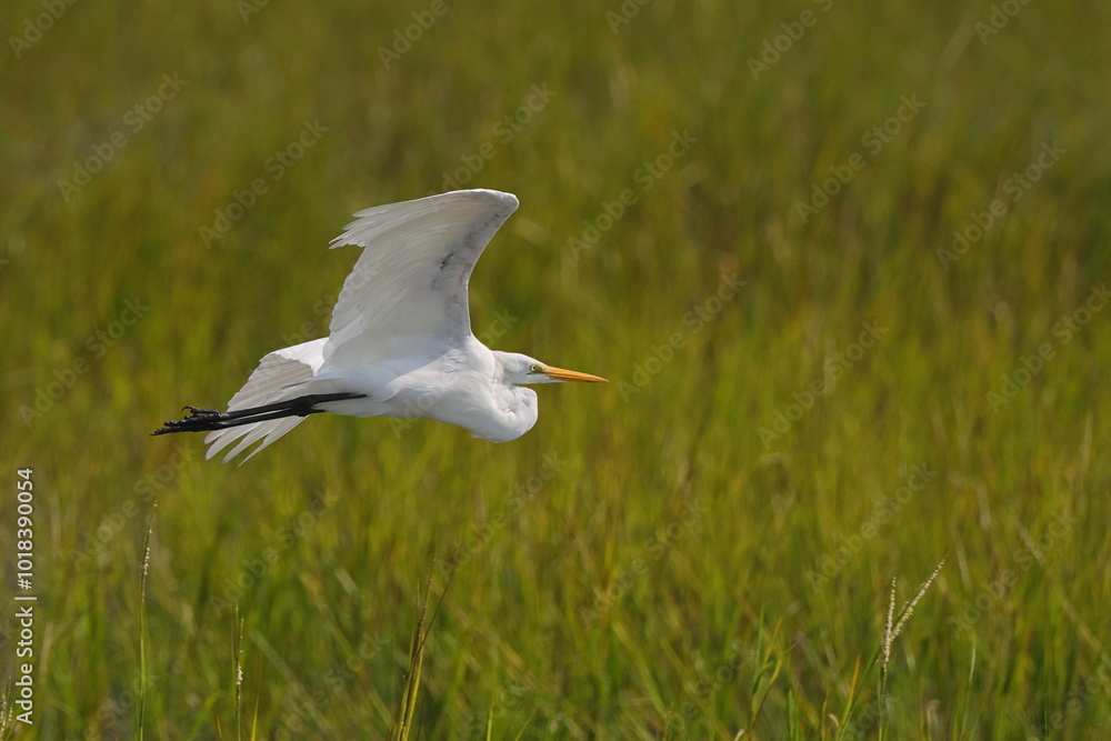 Beautiful white egret bird in flight in saltwater marsh reeds Beautiful white egret bird in flight in saltwater marsh reeds