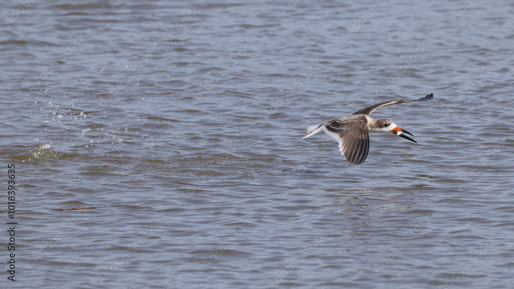 Black skimmer birds skimming eating small fish on water Black skimmer birds skimming eating small fish on water