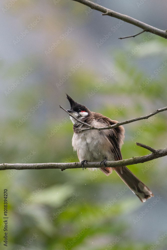 a bird on a branch