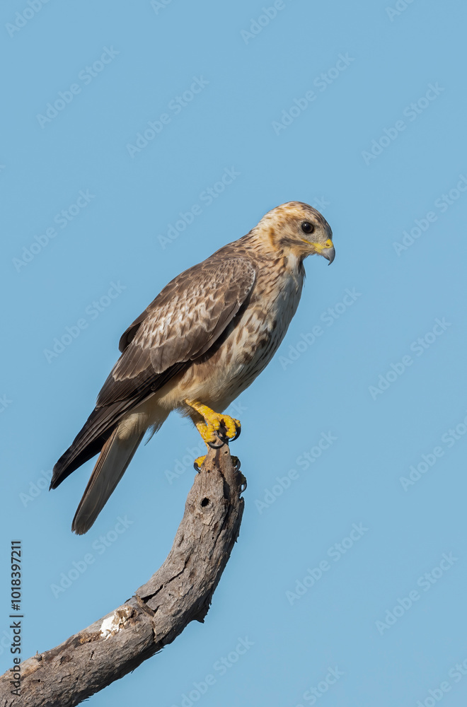 A White Eyed Buzzard bird perched on a tree