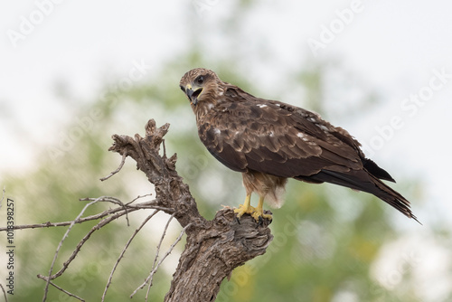 A Lager Falcon with a spiny tailed lizzard kill