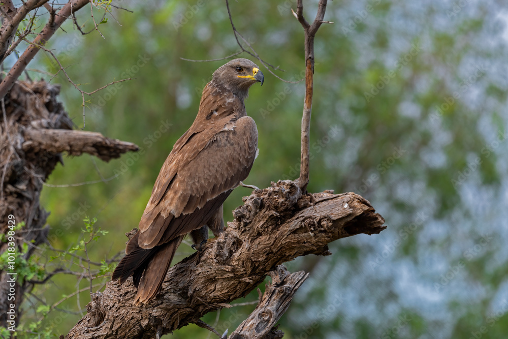 A Steppe Eagle about to take flight A Steppe Eagle about to take flight