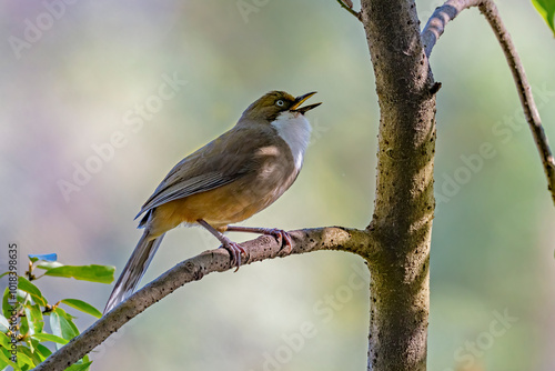 A White throated Laughing Thrush calling and perched