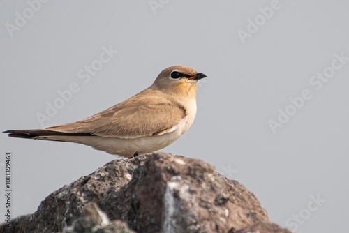 A small pratincole bird perched on a rock photo