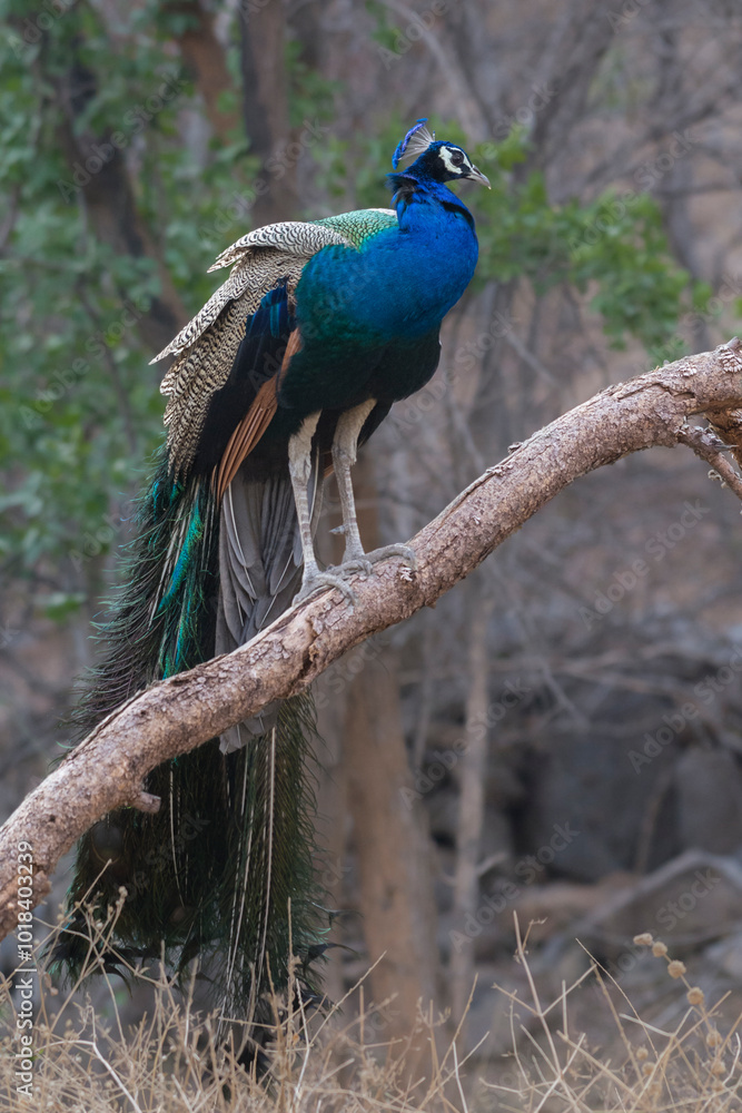 A Beautiful Indian Peacock with a admirable pose A Beautiful Indian Peacock with a admirable pose