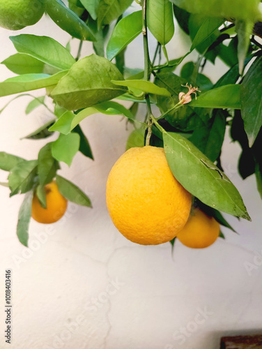 Naranjas naturales madurando en el árbol photo