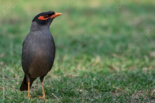 A Jungle Myna bird perched on a grass