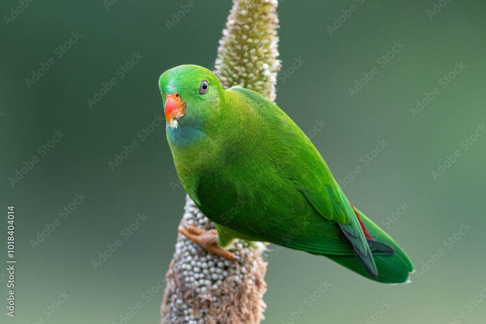 Vernal Hanging Parrot bird perched on a corn plant Vernal Hanging Parrot bird perched on a corn plant