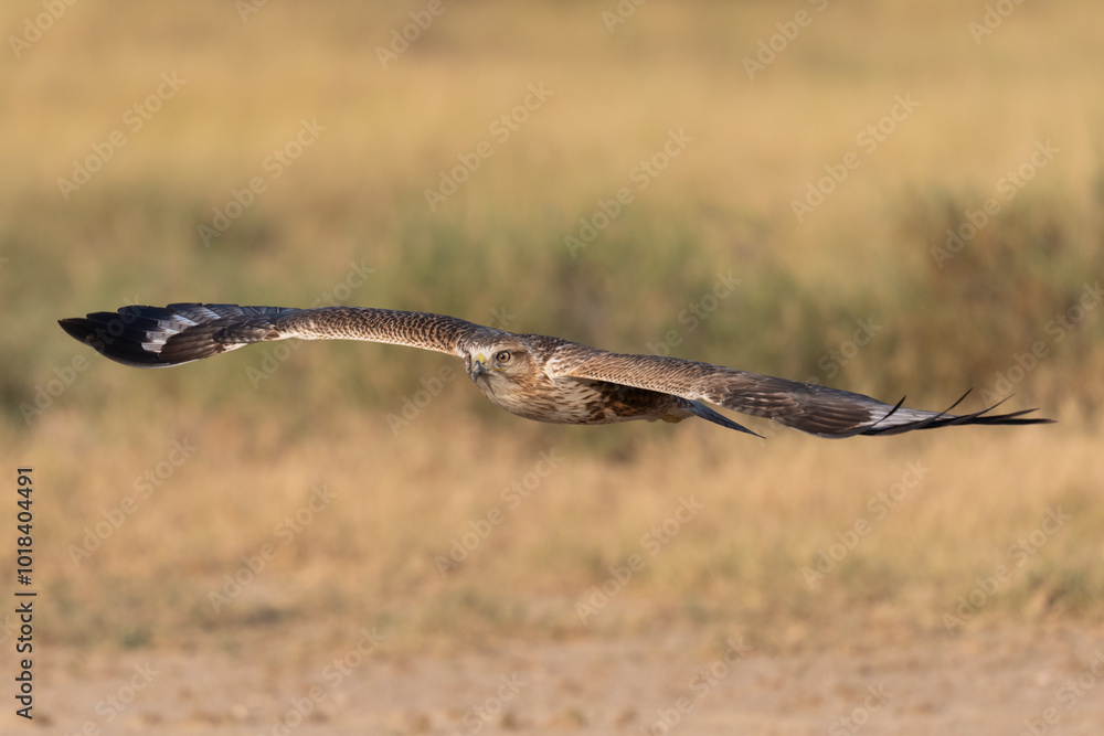 Common kestrel in flight with beautiful background Common kestrel in flight with beautiful background