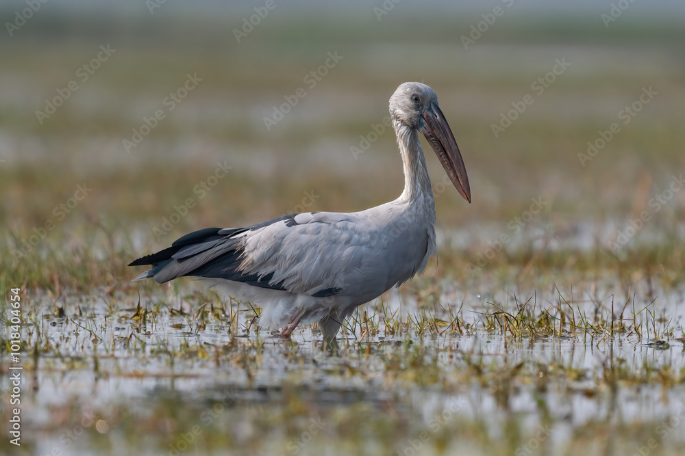 Obraz premium Asian Openbill