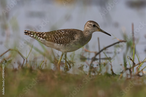 Sand Piper bird near a pond