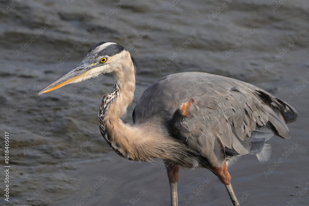 Closeup great blue heron against blurry background of watery saltwater marsh. Closeup great blue heron against blurry background of watery saltwater marsh.