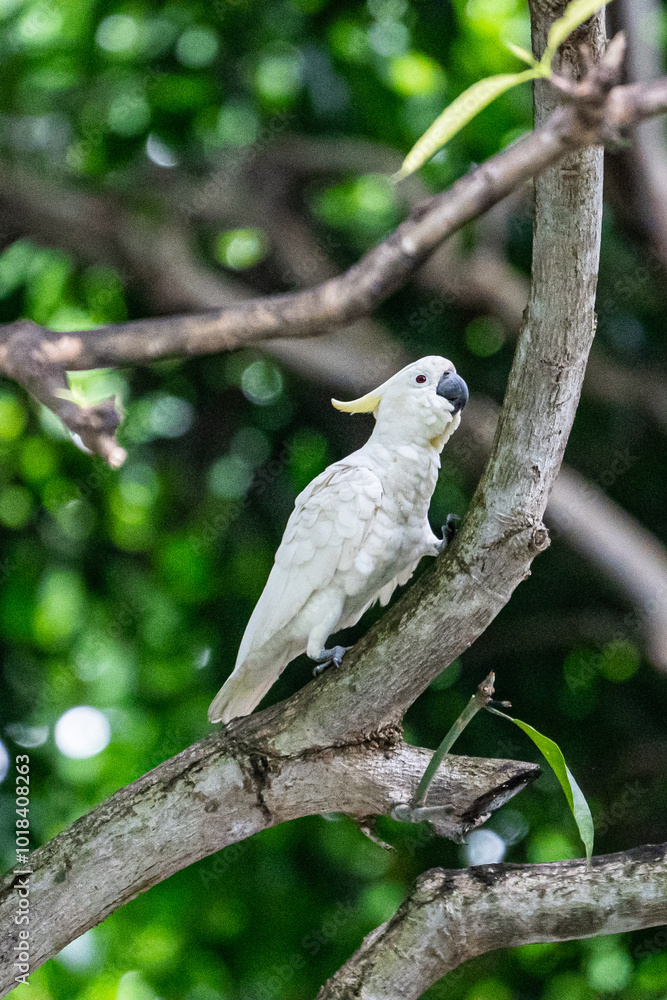 white parrot in the tree