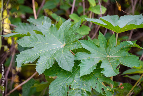 Red Ricinus Communis plant (Castor bean plant, Castor oil plant) with blurred green leaf background photo