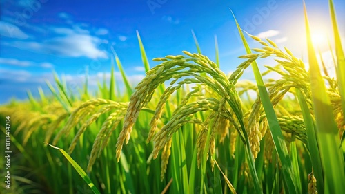 Fresh green paddy rice field with blurred blue sky and organic plants growing with macro shot