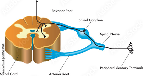 Medical illustration showing the connection of the spinal ganglion to the spinal cord, with annotations regarding the pathway.