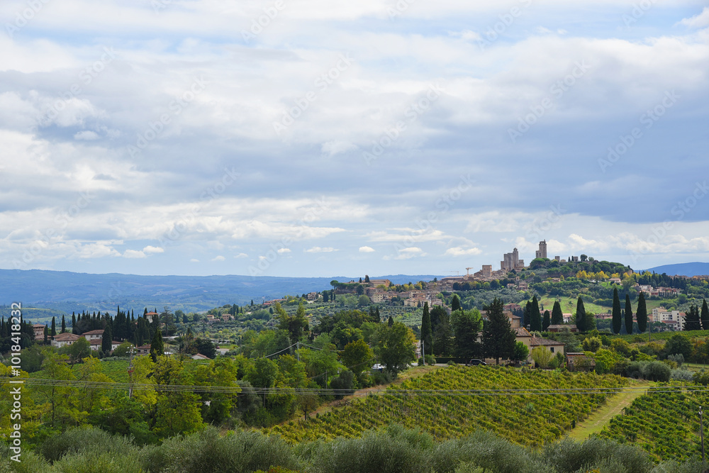 Tuscany, Italy. September 18, 2024. Tuscany landscape with olive trees anf grapevines. Tuscany, Italy. September 18, 2024. Tuscany landscape with olive trees anf grapevines.