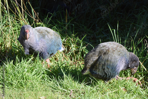 2 chicks of the endangered New Zealand Takahe (porphyrio hochstetteri), a colorful, endemic New Zealand flightless bird, seen in wildlife near Dunedin, south island, New Zealand photo