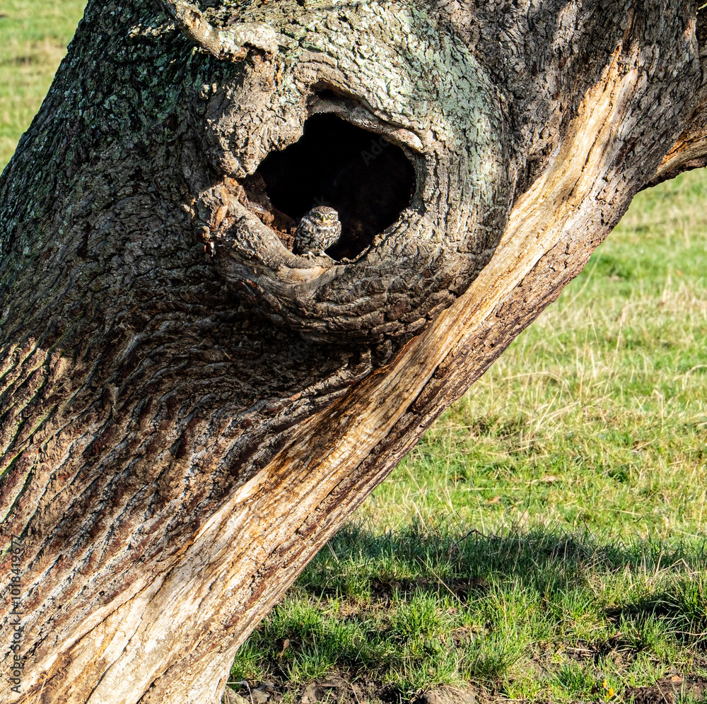 Fototapeta premium Beautiful Little Owl (Athene noctua) sat on the rim of large tree hollow, staring out on a sunny day