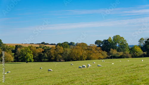 CCountryside landscape , Warwickshire UK on a bright early autumn day with a flock of sheep grazing