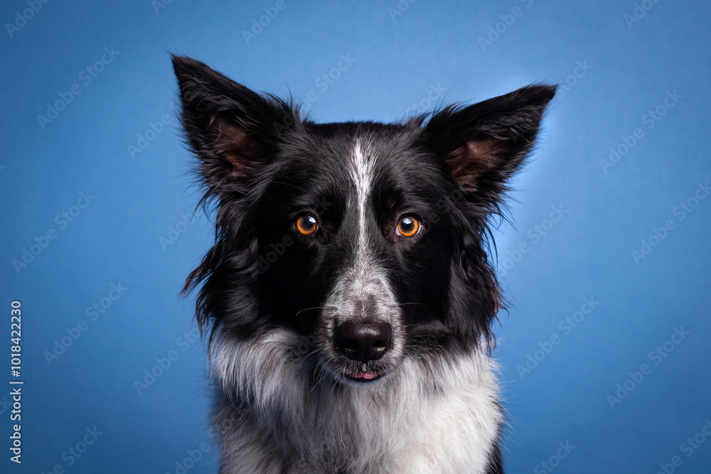 border collie fondo azul border collie fondo azul