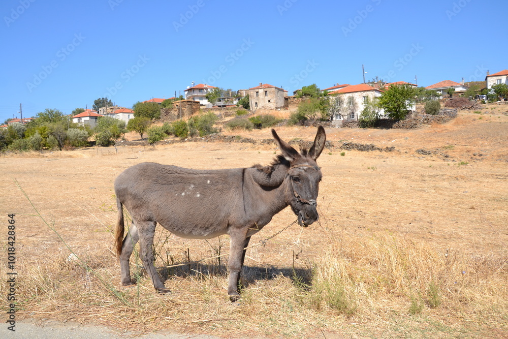 The photo shows a donkey standing in a dry, grassy field under a bright blue sky. Behind it, a small village with houses featuring red-tiled roofs is visible. The photo shows a donkey standing in a dry, grassy field under a bright blue sky. Behind it, a small village with houses featuring red-tiled roofs is visible.