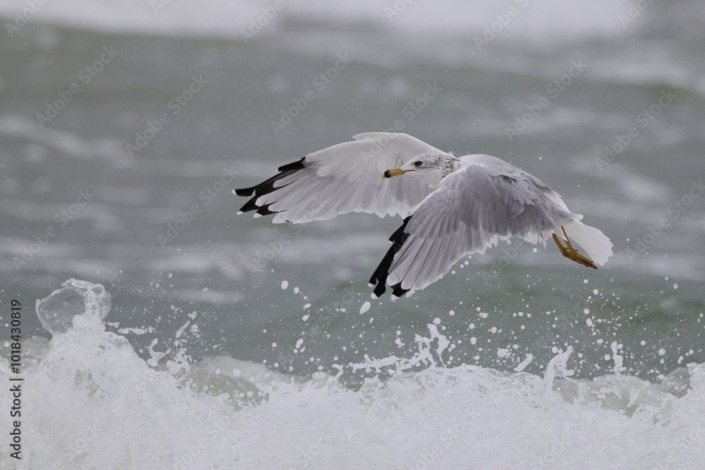 Fototapeta premium Sea gull flying in the ocean surf.