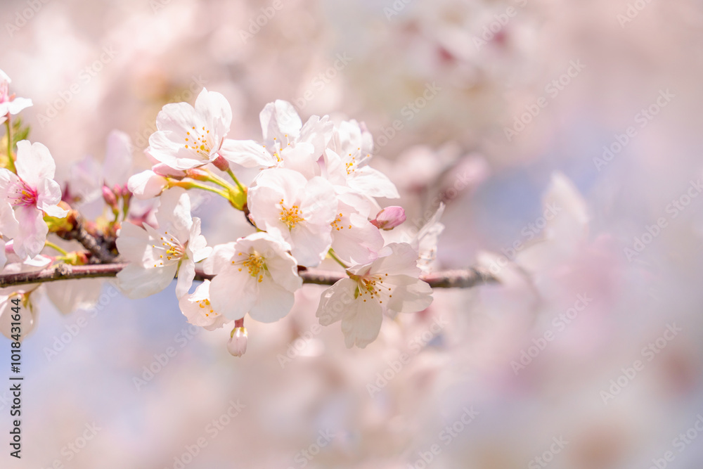 桜の花 やわらかな春のイメージ 桜の花 やわらかな春のイメージ
