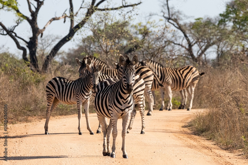 Obraz premium Zebra