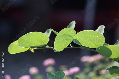 branch of orchid tree on dark background photo