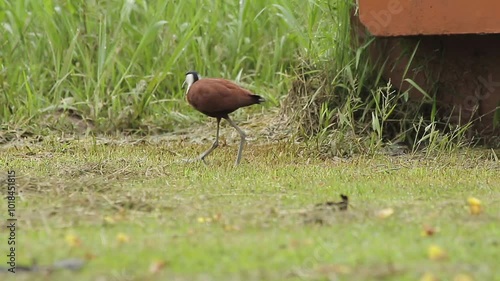 African Jacana Actophilornis Africanus photo