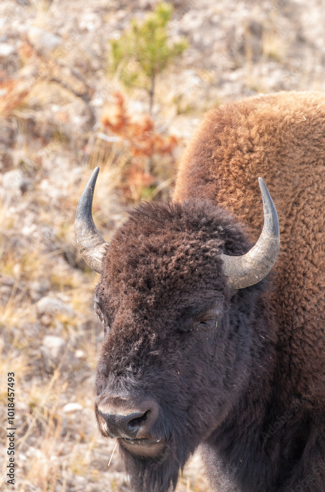 Bison in Yellowstone National Park Wyoming in Autumn Bison in Yellowstone National Park Wyoming in Autumn